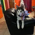 Dog, Carnivore, Picture Frame, Companion dog, Dog breed, Curtain, Door, Sled Dog, Siberian Husky, Furry friends, Couch, Sitting, Wolf, Canidae, Canis