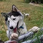 Dog, Dog breed, Collar, Grass, Carnivore, Companion dog, Fawn, Sled Dog, Working Animal, Plant, Snout, Terrestrial Animal, Working Dog, Tail, Siberian Husky, Non-sporting Group, Leash, Grassland