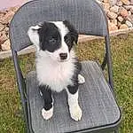 Dog, Furniture, Dog breed, Plant, Carnivore, Grass, Companion dog, Chair, Herding Dog, Outdoor Furniture, Table, Border Collie, Furry friends, Canidae, Working Dog, Rock, Toy Dog, Australian Collie