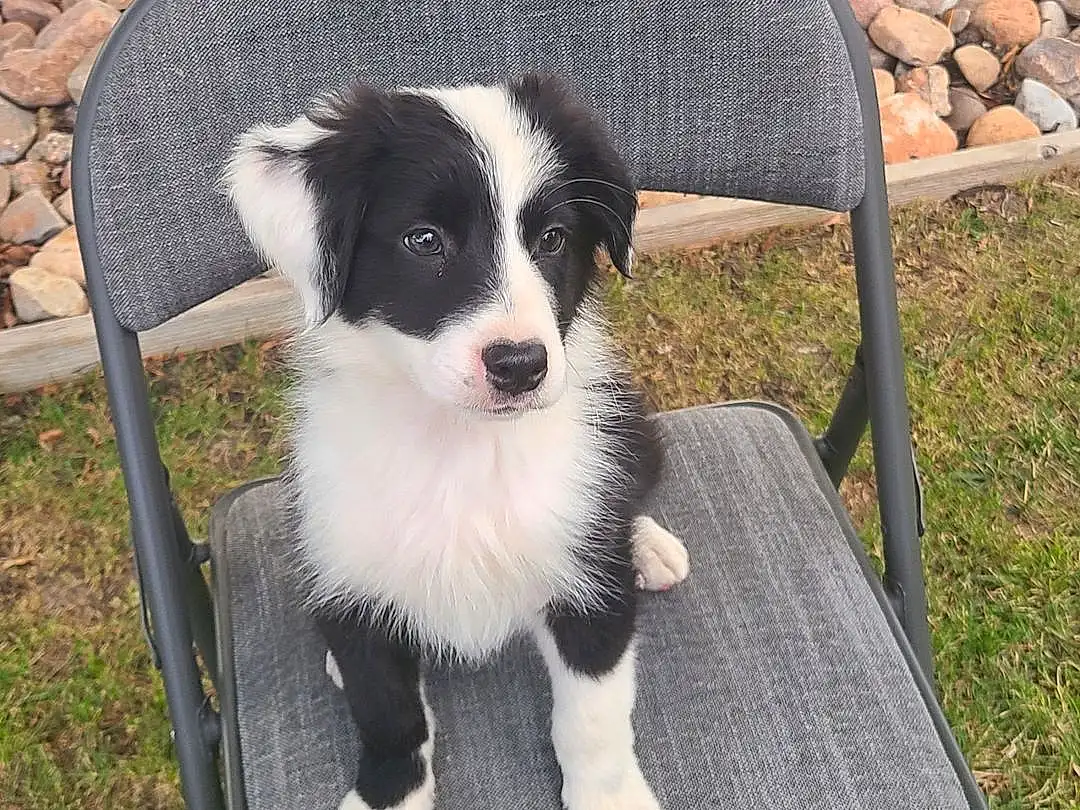 Dog, Furniture, Dog breed, Plant, Carnivore, Grass, Companion dog, Chair, Herding Dog, Outdoor Furniture, Table, Border Collie, Furry friends, Canidae, Working Dog, Rock, Toy Dog, Australian Collie