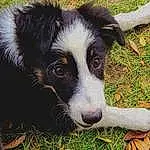 Dog, Dog breed, Carnivore, Companion dog, Grass, Snout, Whiskers, Plant, Border Collie, Working Animal, Herding Dog, Terrestrial Animal, Working Dog, Canidae