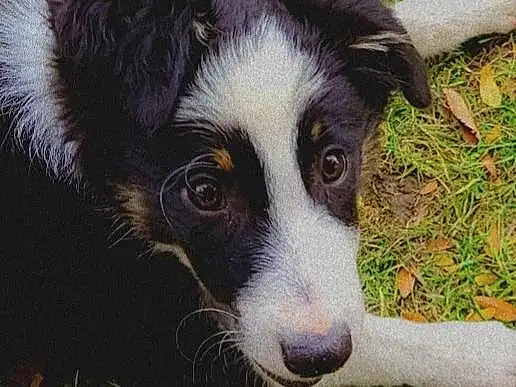 Dog, Dog breed, Carnivore, Companion dog, Grass, Snout, Whiskers, Plant, Border Collie, Working Animal, Herding Dog, Terrestrial Animal, Working Dog, Canidae