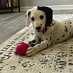 Dog, Dalmatian, Dog breed, Carnivore, Ball, Fawn, Working Animal, Companion dog, Dog Supply, Whiskers, Snout, Terrestrial Animal, Foot, Great Dane, Sports Toy, Paw, Canidae, Carmine