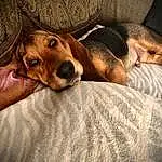 Dog, Comfort, Carnivore, Ear, Fawn, Dog breed, Liver, Whiskers, Working Animal, Companion dog, Scent Hound, Wood, Hound, Furry friends, Terrestrial Animal, Linens, Paw, Puppy, Blanket