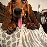 Brown, Dog, Dog breed, Liver, Carnivore, Dog Supply, Comfort, Companion dog, Working Animal, Fawn, Toy, Pet Supply, Hound, Snout, Canidae, Wood, Basset Hound, Scent Hound, Linens