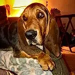 Dog, Dog breed, Liver, Carnivore, Working Animal, Comfort, Companion dog, Fawn, Dog Supply, Hound, Snout, Pet Supply, Canidae, Scent Hound, Whiskers, Wood, Furry friends, Hardwood, Metal