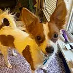 Dog, Dog breed, Carnivore, Ear, Whiskers, Companion dog, Fawn, Snout, Toy Dog, Dog Supply, Canidae, Felidae, Furry friends, Tail, Paw, Corgi-chihuahua, Polka Dot, Puppy