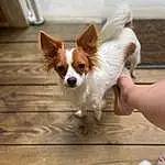 Dog, Carnivore, Wood, Fawn, Companion dog, Whiskers, Dog breed, Snout, Toy Dog, Hardwood, Furry friends, Tail, Canidae, Working Animal, Door, Puppy, Working Dog
