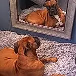 Brown, Dog, Comfort, Dog breed, Carnivore, Liver, Companion dog, Fawn, Working Animal, Snout, Pet Supply, Art, Canidae, Picture Frame, Wood, Wrinkle, Room, Hardwood
