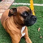 Dog, Dog breed, Carnivore, Plant, Boxer, Companion dog, Fawn, Working Animal, Grass, Snout, Liver, Canidae, Molosser, Collar, Whiskers, Working Dog, Wrinkle, Guard Dog, Ancient Dog Breeds