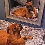 Brown, Dog, Dog breed, Carnivore, Comfort, Liver, Companion dog, Fawn, Working Animal, Bulldog, Snout, Art, Wood, Picture Frame, Canidae, Window, Pet Supply