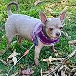 Dog, Dog breed, Carnivore, Companion dog, Fawn, Grass, Dog Supply, Chihuahua, Snout, Terrestrial Plant, Plant, Collar, Toy Dog, Canidae, Working Animal, Terrestrial Animal, Tail, Pattern, Pet Supply