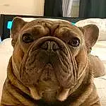 Dog, Bulldog, Dog breed, Carnivore, Companion dog, Whiskers, Fawn, Wrinkle, Snout, White English Bulldog, Terrestrial Animal, Canidae, Toy Dog, Working Animal, Molosser, Puppy, Non-sporting Group, Working Dog