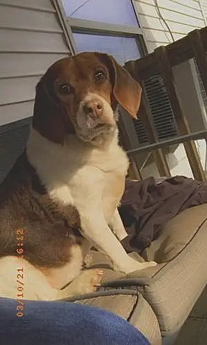 Name Beagle Dog Jessie