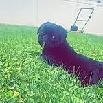 Dog, Dog breed, Carnivore, Plant, Grass, Companion dog, Tints And Shades, Groundcover, Grassland, Working Animal, Watch, Canidae, Tail, Pasture, Shadow, Prairie, People In Nature, Toy Dog