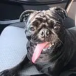 Dog, Dog breed, Carnivore, Companion dog, Fawn, Whiskers, Comfort, Toy Dog, Wrinkle, Snout, Vroom Vroom, Felidae, Canidae, Auto Part, Pug, Working Animal, Automotive Exterior, Automotive Design, Reflex Camera