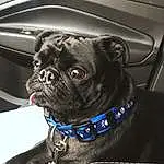 Pug, Dog, Dog breed, Collar, Carnivore, Whiskers, Fawn, Companion dog, Dog Collar, Vroom Vroom, Snout, Wrinkle, Working Animal, Automotive Tire, Toy Dog, Electric Blue, Automotive Design, Canidae, Auto Part
