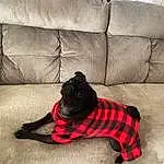 Dog, Furniture, Couch, Comfort, Textile, Carnivore, Dog Supply, Grey, Studio Couch, Fawn, Tartan, Dog breed, Companion dog, Tints And Shades, Dog Clothes, Rectangle, Sofa Bed, Wood
