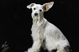Name Schnauzer Dog Snowball