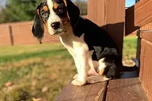 Beagle Dog Benji