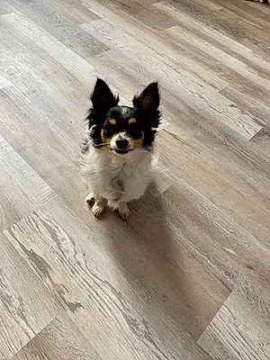 Chihuahua Dog Pepper