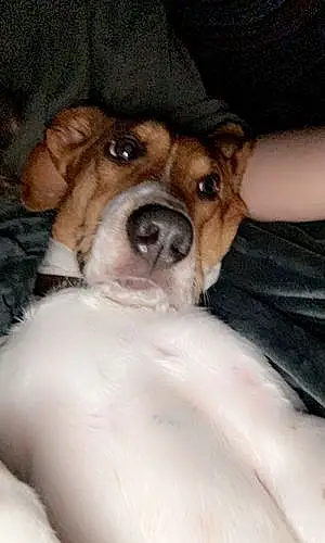 Beagle Dog Toby