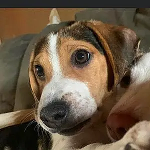 Beagle Dog Sadie