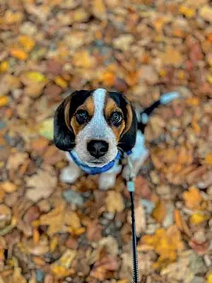 Beagle Dog Milo