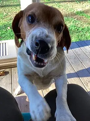 Beagle Dog Fred