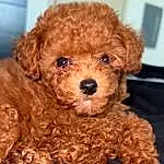 Dog, Dog breed, Carnivore, Companion dog, Toy Dog, Water Dog, Liver, Snout, Canidae, Furry friends, Poodle, Working Animal, Maltepoo, Yorkipoo, Labradoodle, Terrier, Puppy, Toy, Puppy love