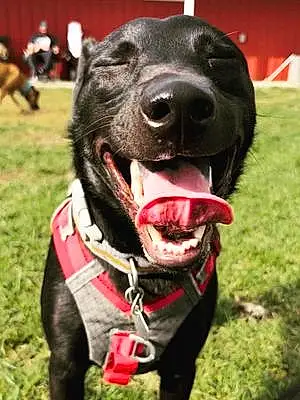 Name Labrador Retriever Dog Axel