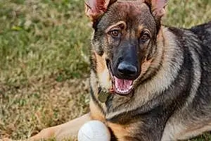 Name German Shepherd Dog Mazikeen
