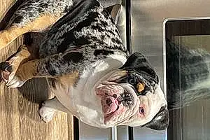 Bulldog Dog Oreo