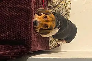 Beagle Dog Rocky