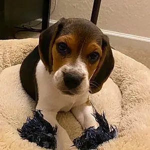 Beagle Dog Charlie
