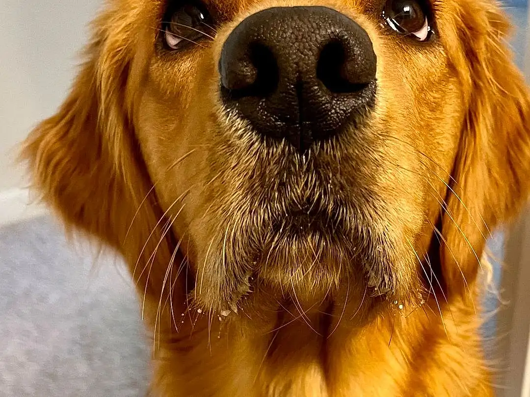Dog, Dog breed, Carnivore, Companion dog, Whiskers, Fawn, Snout, Liver, Furry friends, Canidae, Golden Retriever, Paw, Pet Supply, Retriever, Gun Dog, Working Animal