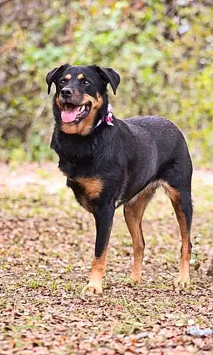 Name Mixed breed Dog Zola