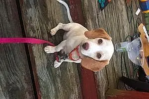 Beagle Dog Callie