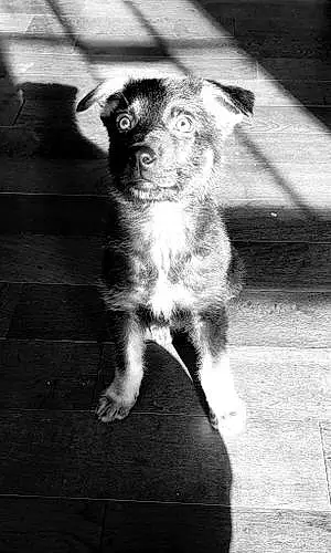 Black & White German Shepherd Dog Trigger
