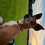 Sky, Dog breed, Working Animal, Collar, Cloud, Carnivore, Fawn, Sunglasses, Snout, Grass, Liver, Canidae, Terrestrial Animal, Companion dog, Landscape, Livestock, Eyewear, Pack Animal