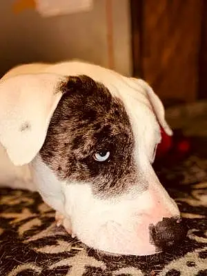 Black & White Pitt Bull Terrier Dog Drako