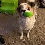 Dog, Dog breed, Carnivore, Dog Supply, Ball, Companion dog, Toy Dog, Snout, Sports Equipment, Furry friends, Pet Supply, Working Animal, Canidae, Tennis Ball, Spaniel, Luggage And Bags, Dog Toy, Non-sporting Group