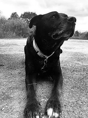 Black & White Mixed breed Dog Slick