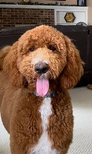 Name Goldendoodle Dog Archie
