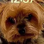 Dog, Carnivore, Liver, Dog breed, Companion dog, Toy Dog, Snout, Terrier, Furry friends, Small Terrier, Water Dog, Working Animal, Yorkipoo, Canidae, Terrestrial Animal, Maltepoo, Biewer Terrier, Non-sporting Group