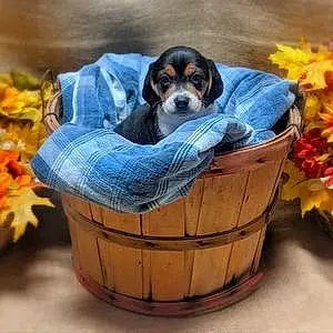 Beagle Dog Copper