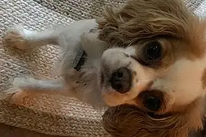 Cavalier King Charles Spaniel Dog Marnie