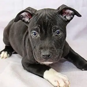 Name American Staffordshire Terrier Dog Norman