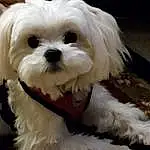 Dog, Eyes, Dog breed, Carnivore, Companion dog, Toy Dog, Snout, Working Animal, Canidae, Furry friends, Terrier, Small Terrier, Maltepoo, Shih-poo, Mal-shi, Dog Collar, Non-sporting Group, Puppy, Liver