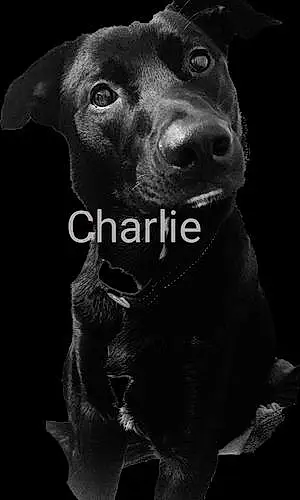 Black & White Labrador Retriever Dog Charlie